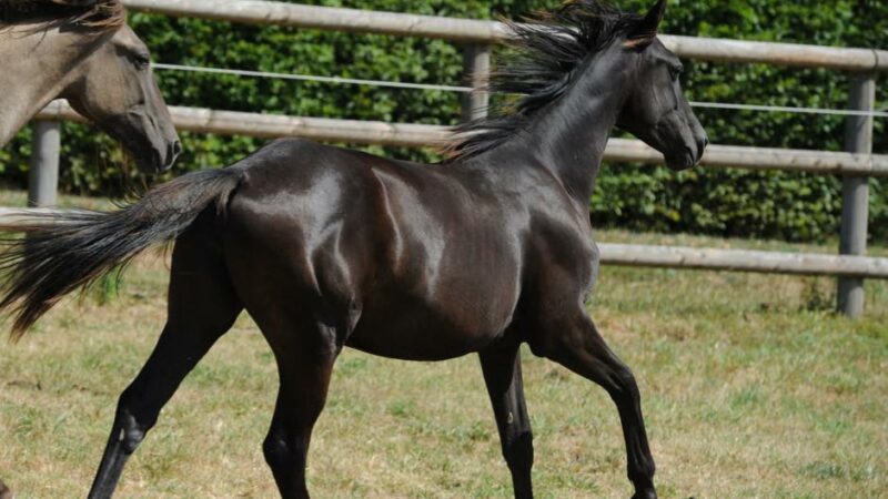 Haras des Sylves | Centre de Reproduction