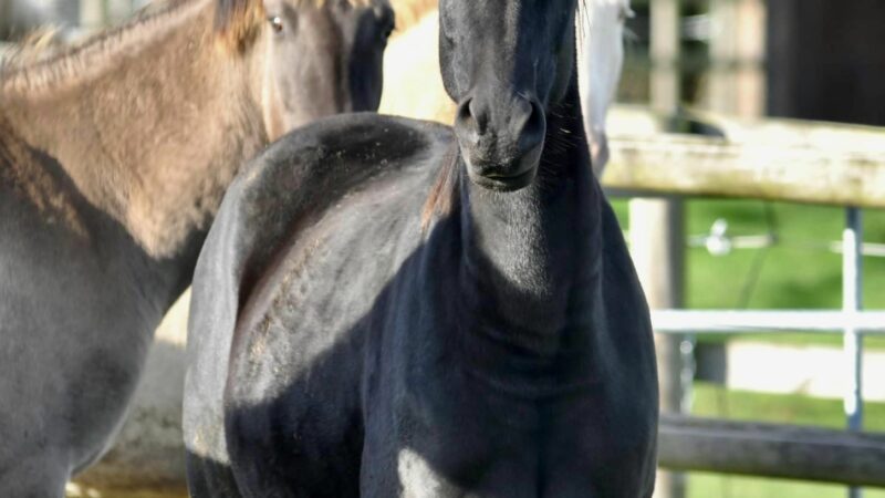 Haras des Sylves | Centre de Reproduction