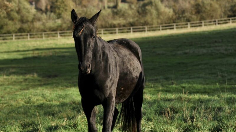 Haras des Sylves | Centre de Reproduction
