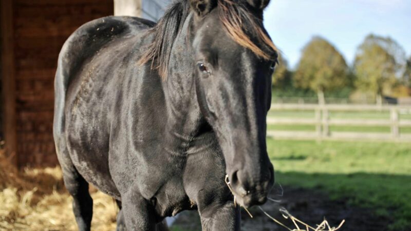 Haras des Sylves | Centre de Reproduction