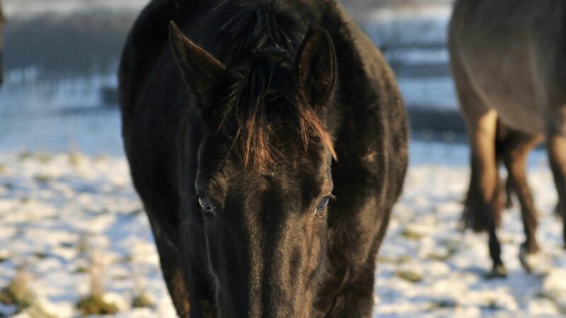 Haras des Sylves | Centre de Reproduction