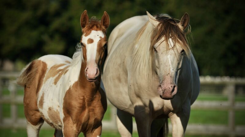 Haras des Sylves | Centre de Reproduction