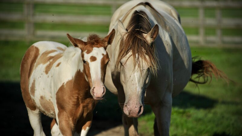 Haras des Sylves | Centre de Reproduction