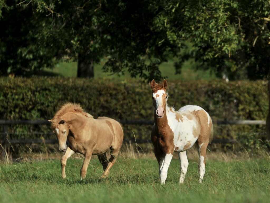 Haras des Sylves | Centre de Reproduction