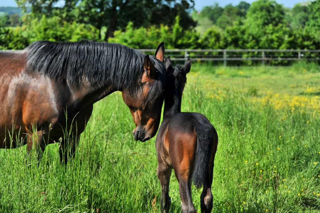 Haras des Sylves | Centre de Reproduction