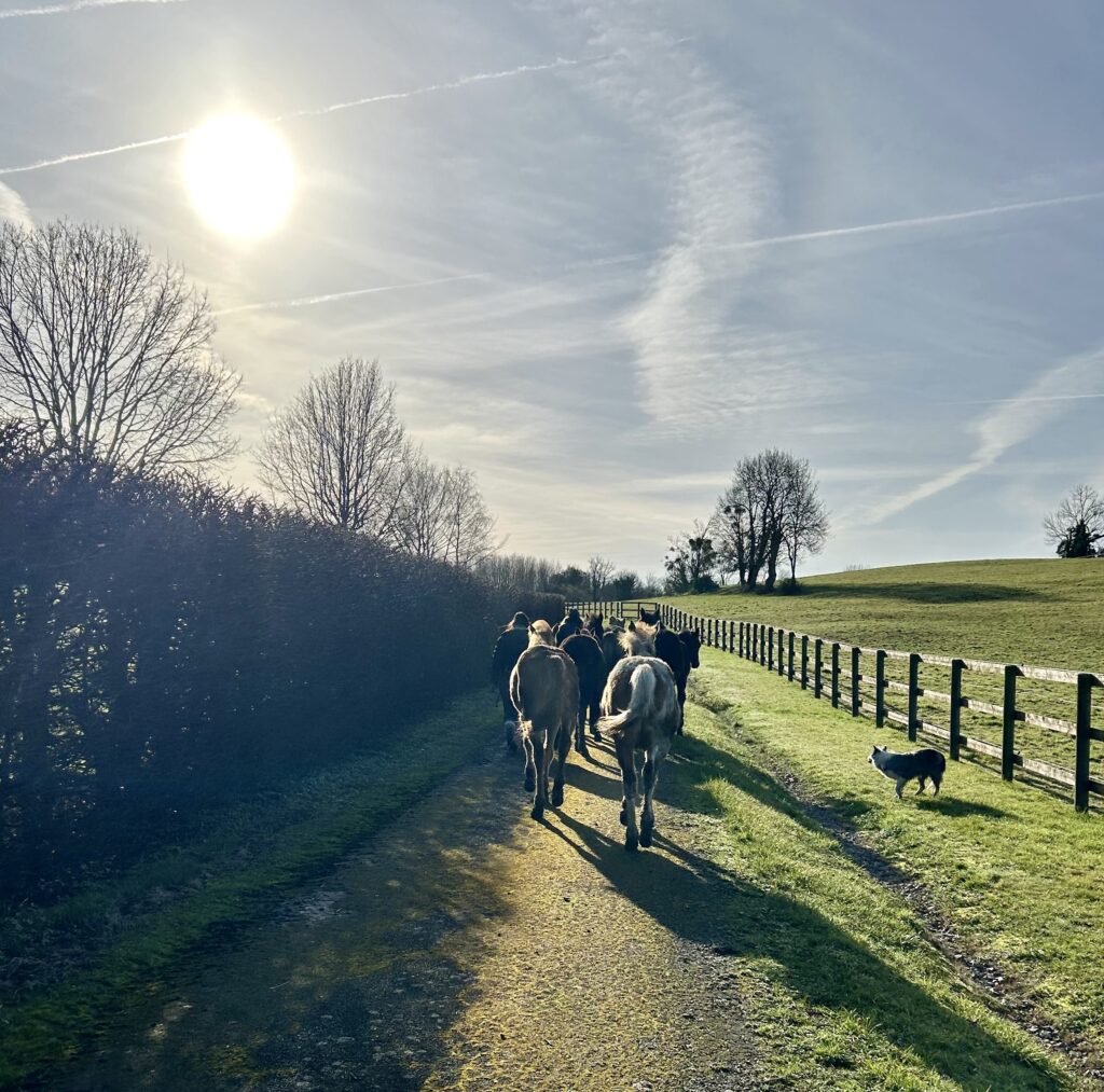 Haras des Sylves | Centre de Reproduction