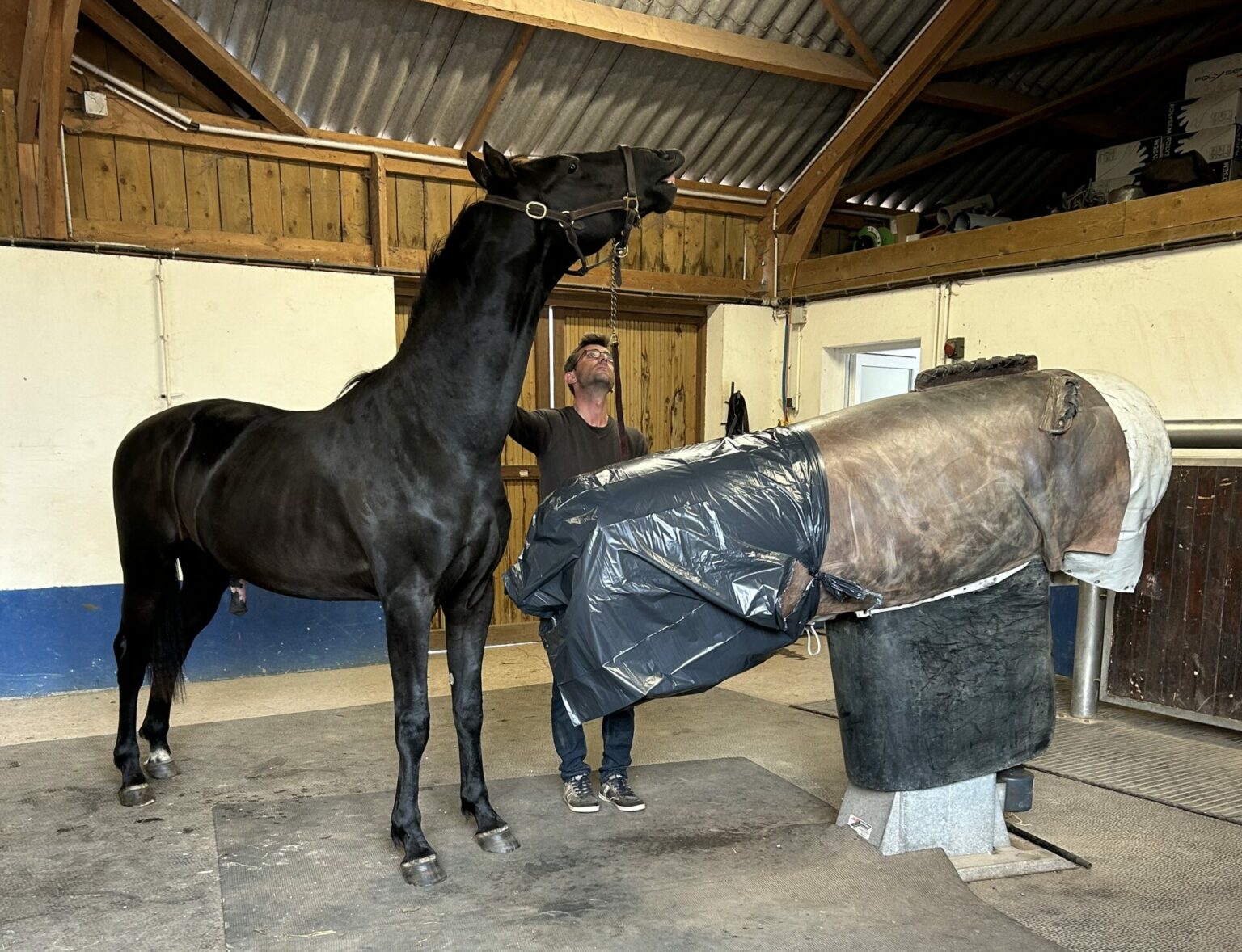 Haras des Sylves | Centre de Reproduction